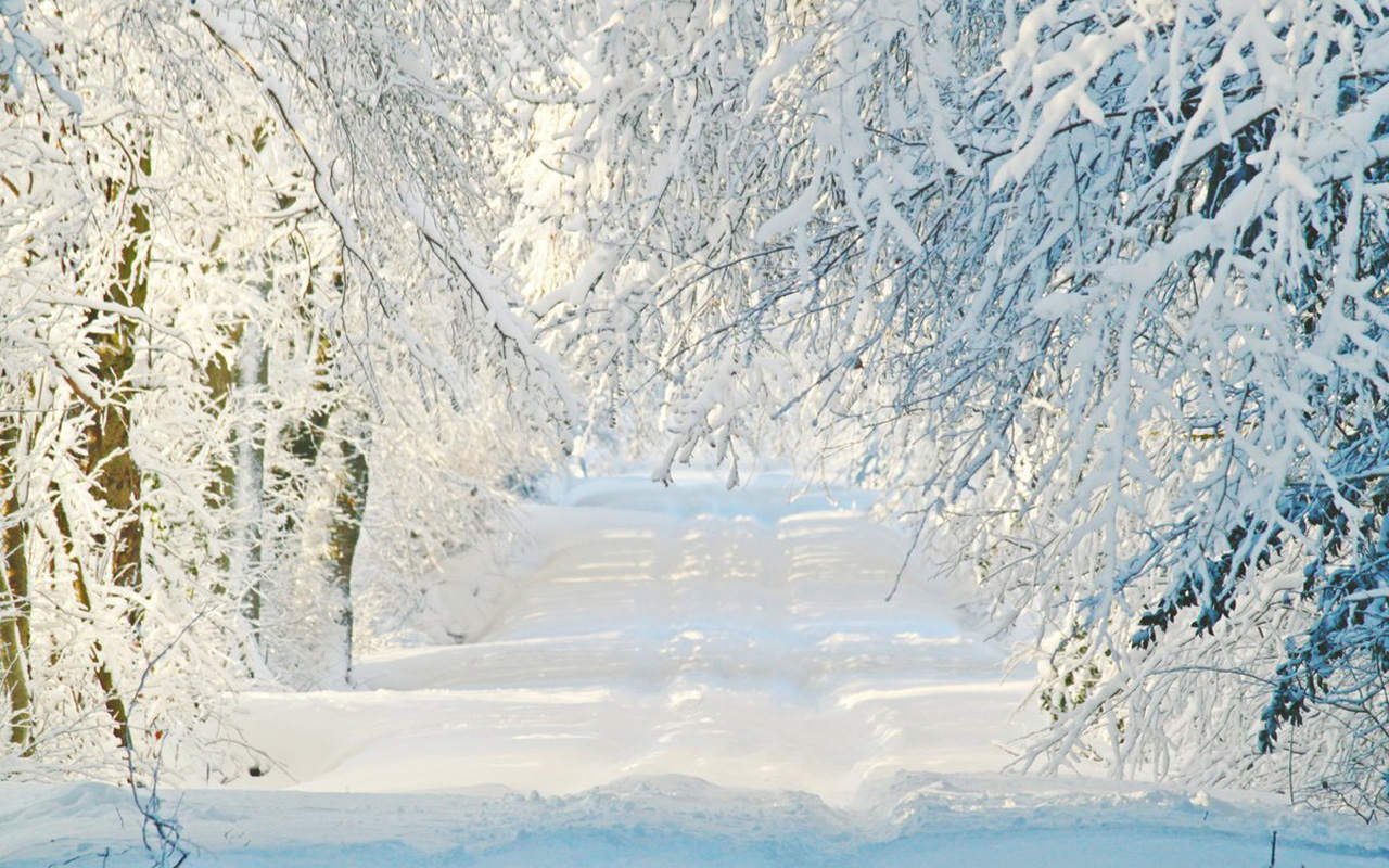 最新雪的魔法，纯净无瑕的自然盛宴