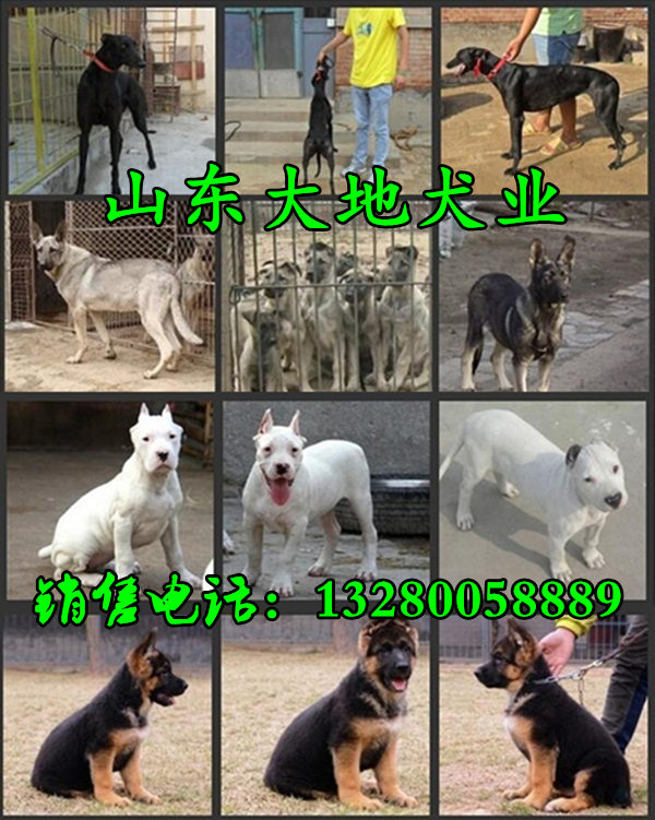 格力犬贴吧，活力四溢的犬类交流社区