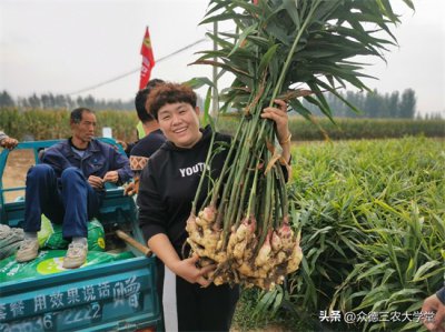 大姜今日最新市场价格分析与市场趋势解读