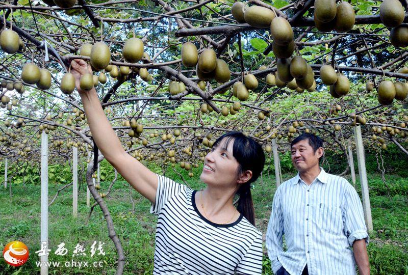 岳西连云最新招聘信息深度解析与探讨