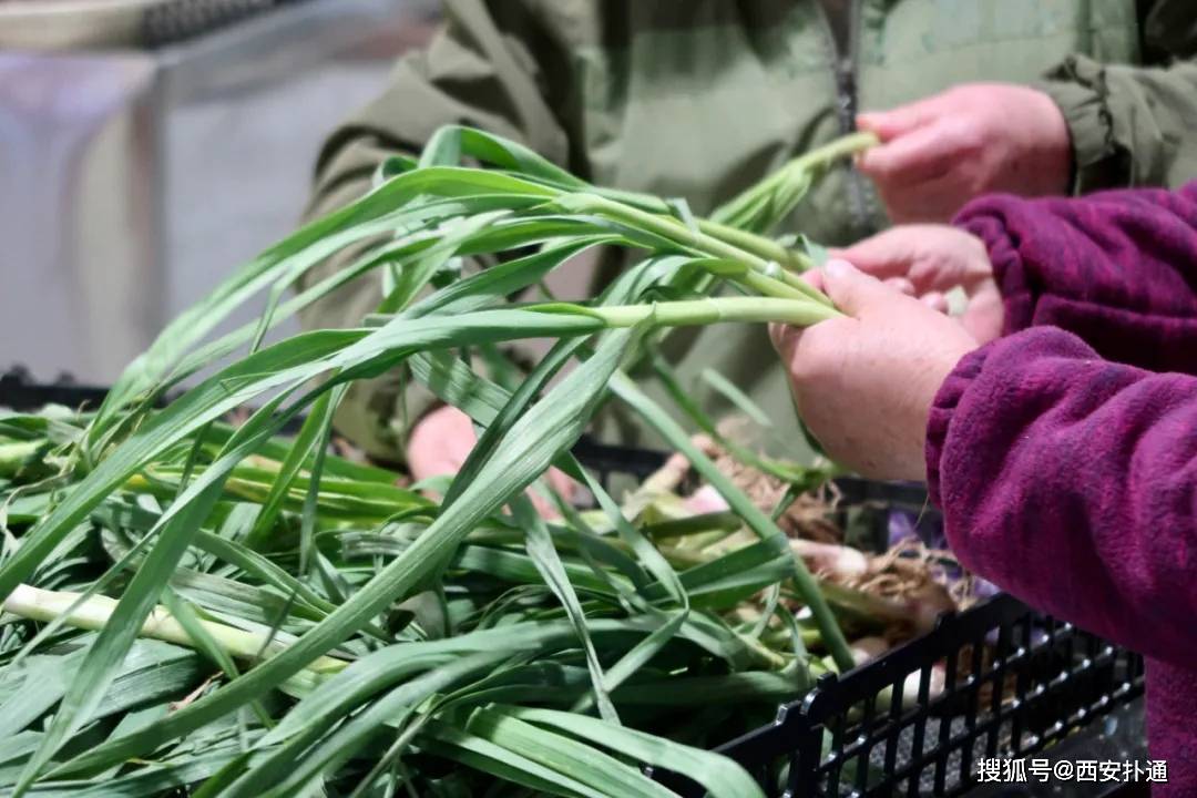 西安芹菜价格行情最新解析