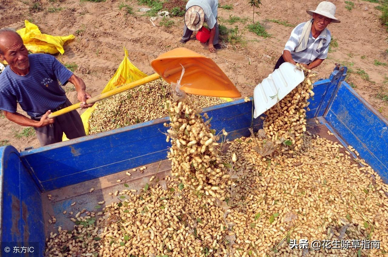 河南花生最新收购价格动态解析