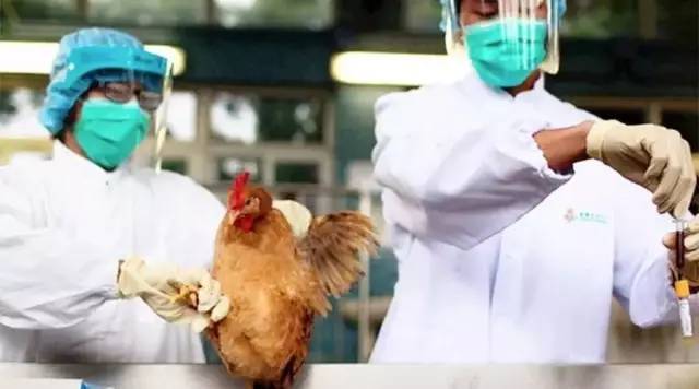 陕西H7N9疫情最新概况，影响、应对与措施全解析