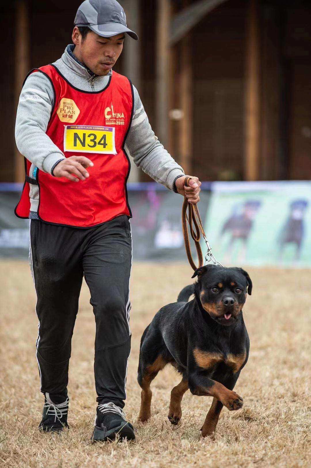 最新训练科目犬出售，为您的生活带来温馨陪伴与守护