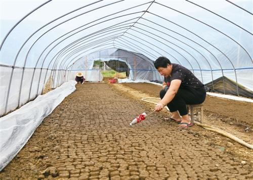 菜籽地村掀开乡村发展新篇章，最新新闻报道